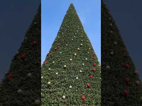 Ամանորյա տրամադրություն#christmas #christmastree