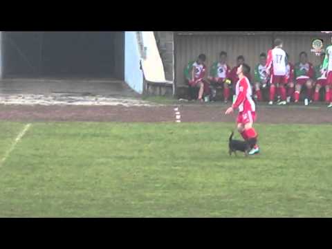 Jak oni (NIE) strzelaja 14 - czyli: Spudłowałeś? Z takiej odległości? "Piesio robi kiwkę"