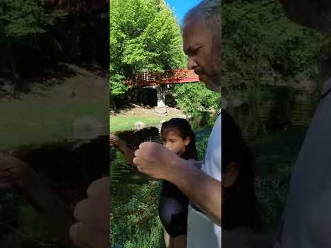 Mojarreando en Agua de Oro