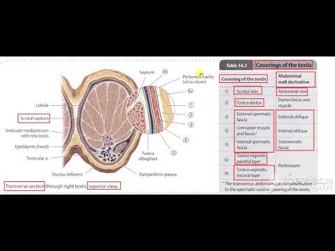 Male reproductive system