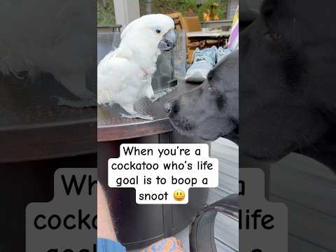 Must boop the snoot 😆 #cockatoo #dog #friends #boop