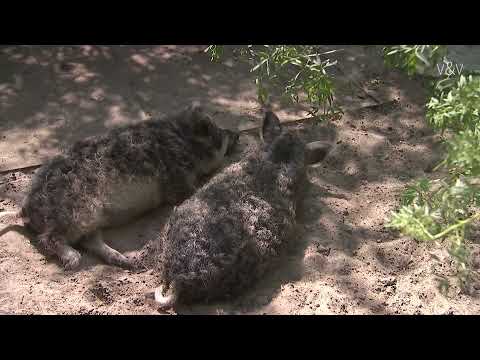 Uitzending Buitengewoon Omroep Gelderland - 18 mei 2020