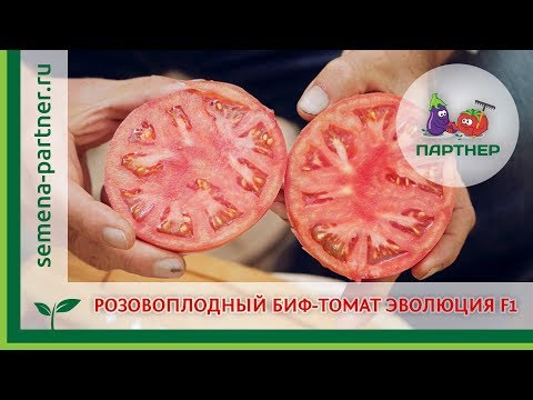 Томат Эволюция Отзывы Фото Урожайность