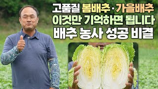 고품질 봄배추 가을배추 재배법 이것 하나만 기억하세요! 배추 농사 성공 비결