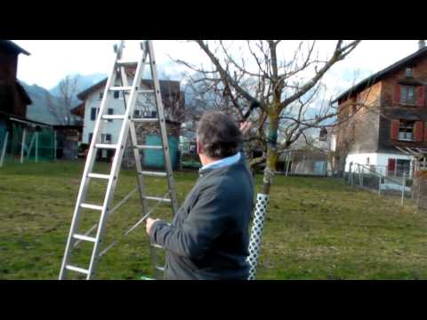 Schneiden im Garten 2011 - Apfelhochstamm WIldmauser 1v6