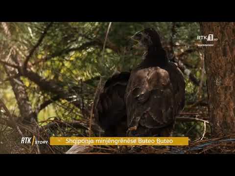 RTK Story - Shqiponja minjëngrënëse  Buteo Buteo 13.08.2021
