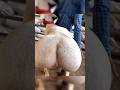 Tail Or Butt This Fat Tailed Sheep Will Surprise You Shotrs