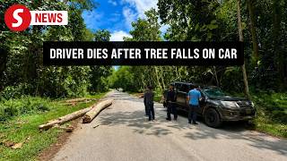 Download lagu Man dies after tree falls on car in interior Sabah mp3