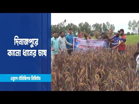 চার প্রজাতির কালো ধানের চাষ করছেন কৃষি উদ্যোক্তা মেহেদি