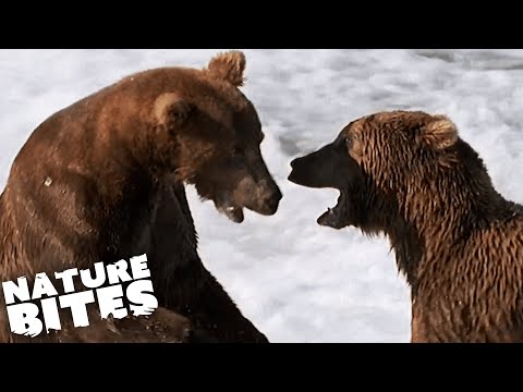 Epic Alaskan Grizzly Bear Fight | Nature Bites