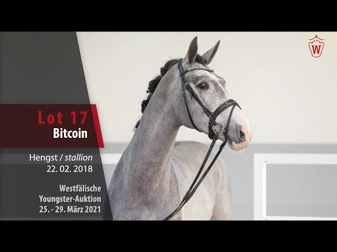 Westf. Youngster-Auktion 25. - 29. März 2021 Lot 17 Bitcoin Hengst v. Balou du Rouet - Cornado