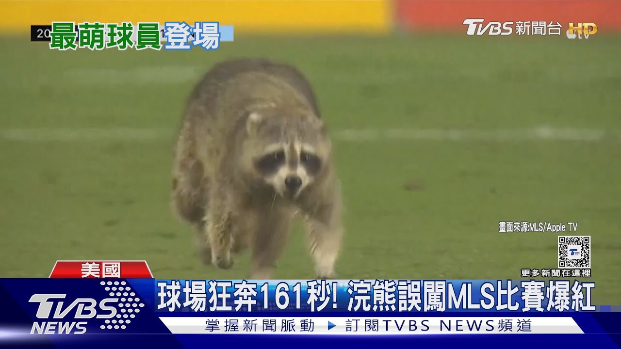 狂奔161秒！浣熊誤闖MLS比賽爆紅　將發行「浣熊球員卡」