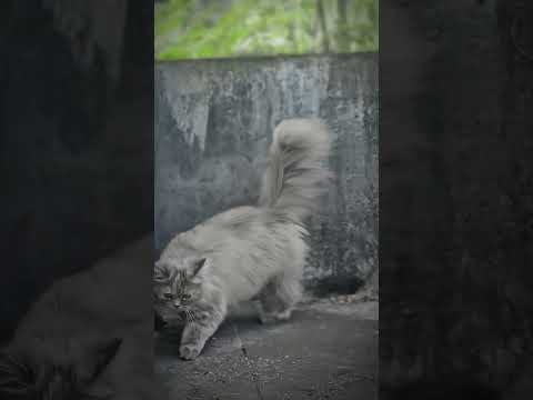 🤍 #cat #cqt #ccat #love #qqcat #cute