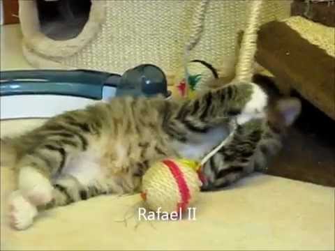 R2 litter 6,5 weeks 9 7 2014