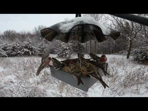 Carver Bird Café, Red Poll-Palooza Part 2.  So many birds!