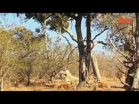 Leopardo Emboscando Impala Desde Un Arbol