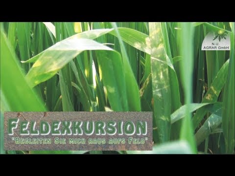 89. Feldexkursion: Flecke auf Getreideblättern - NU Agrar, 09.05.2018