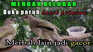 Download lagu Merbah belukar gacor,merbah belukar mata merah mp3 mp3 Download lagu Merbah belukar gacor,merbah belukar mata merah mp3 mp3