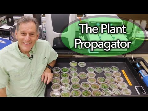 Orchid Replate Medium Screen