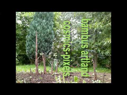 time lapse bamboo growth /  Bambussprossen- Wachstum im Zeitraffer!