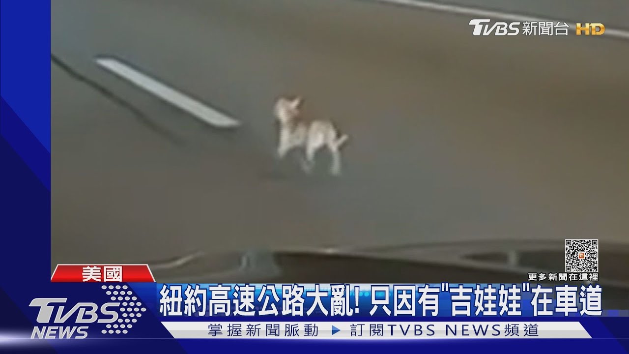 亂跑的豆豆!紐約高速公路大亂 竟因吉娃娃與人「躲貓貓」