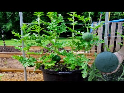 , title : 'How To Grow, Fertilizing, And Harvesting Watermelon in Pot - Easy Tips to Gardening'