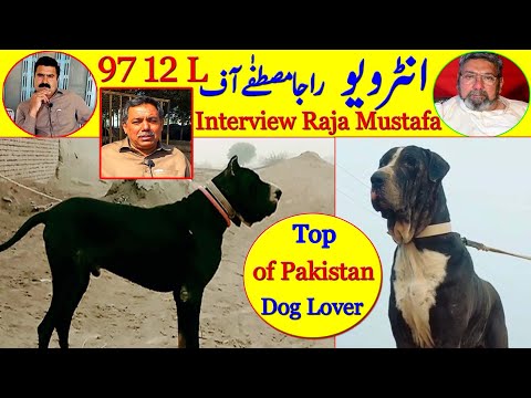 Bully Dog Lover Interview Raja Mustafa of 97 12 L | Top of Pakistan Bully Dogs 2022 By Nafa TV HD