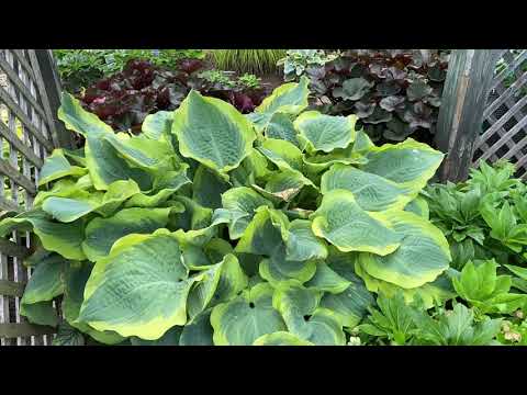 SHADOWLAND® 'Seducer' Hosta | Garden Crossings