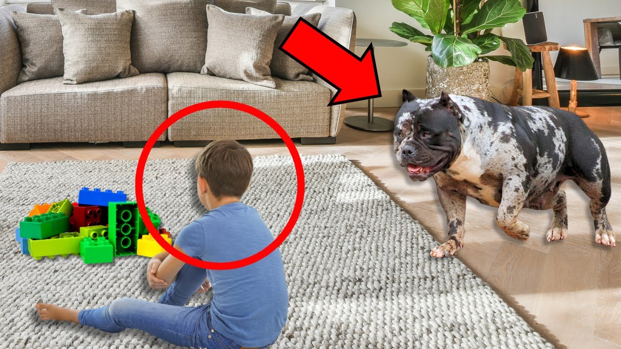 NIÑO SORDO ABRE LA PUERTA A PITBULL Y LO QUE ESTE PERRO LE HACE A ESTE NIÑO TE ROMPERÁ EL CORAZÓN...