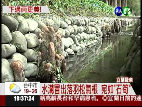 落羽松氣根綿延 宛如鐘乳石群