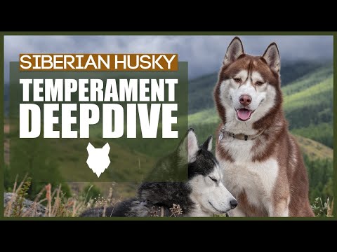 SIBERIAN HUSKY TEMPERAMENT DEEPDIVE
