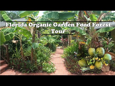 Florida Organic Edible / Tropical Garden Food Forest Tour | July Zone 10a