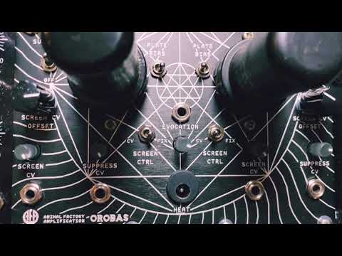 Animal Factory Amplification - Orobas