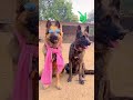 Kya Samjhe ?? 😂😂 CID dog | Akash comedy #shorts #dog #viral