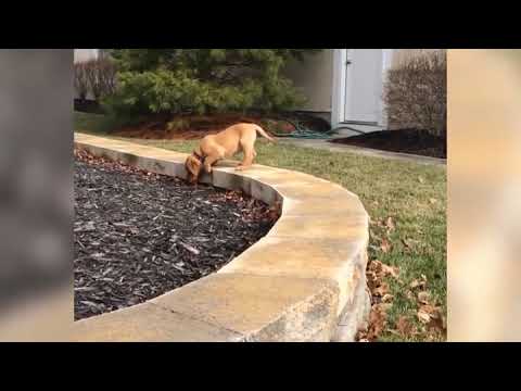 Leaves are heavier than they look