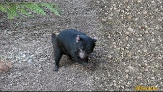Techno Tasmanian Devil