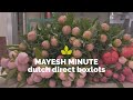 Mayesh Minute Dutch Direct Flowers May 8