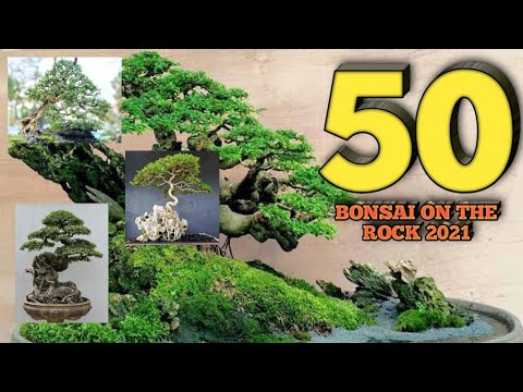 BONSAI ON THE ROCK INTERNASIONAL / bonsai style on the rock 2021