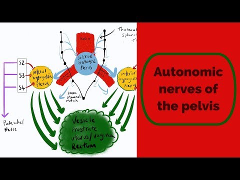 Autonomic Nerves of the Pelvis