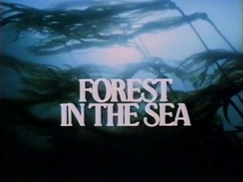 What are the forests of the sea?