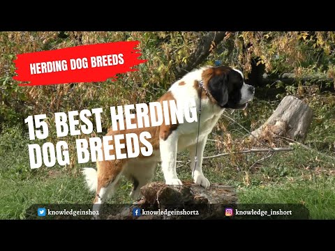 15 Best Herding Dog Breeds for kids