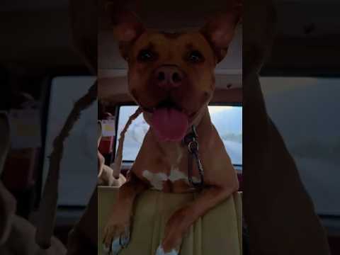 honey. The smartest dog in the world.