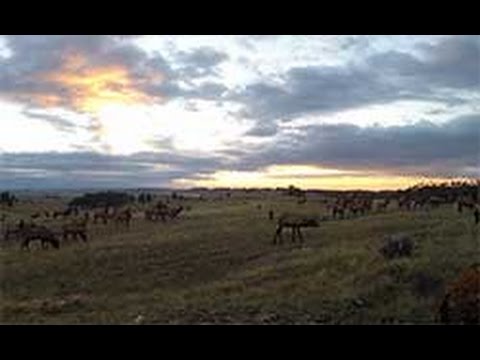 Hunting Is Conservation - Conservation