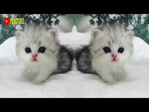 Pairing Video Cute Animals 2021 - Cute Cats - Cymric Cat | Pets Market