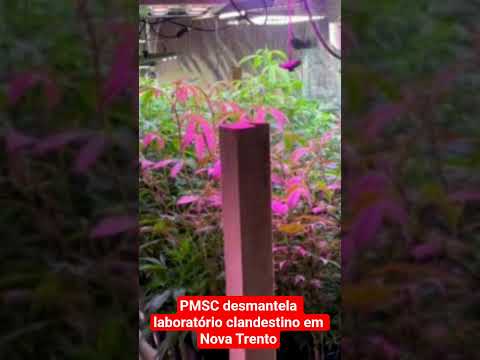 PMSC desmantela laboratório clandestino em Nova Trento