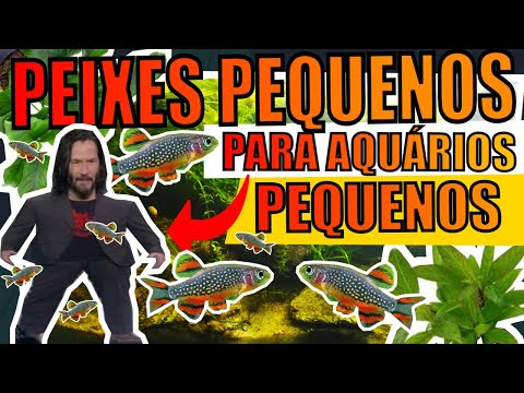 🔴TOP 5: PEIXES PEQUENOS PARA AQUÁRIOS PEQUENOS |Mr. Betta|