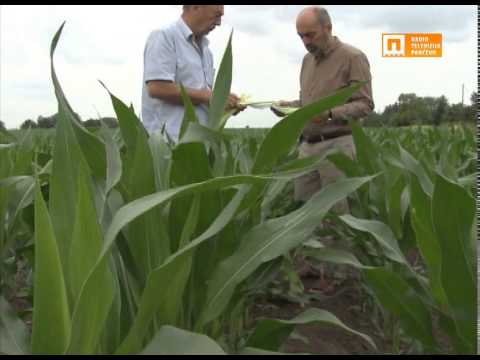 TV Pančevo - Plamenac napao kukuruz