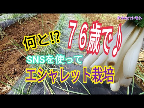 園芸 エシャロット