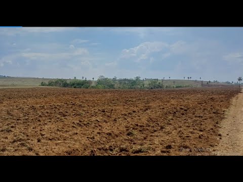 💢 Fazenda a venda em Novo São Joaquim MT💢 Área total 551 hectares #pecuaria #nelore #confinamento