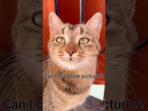 Cute cats#catslover #viral#cat#ytshort